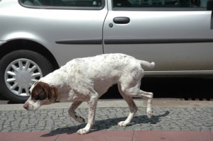 Hund läuft vor Auto